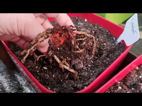 Видео: обзор копыт гиппеаструмов