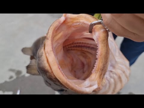 Видео: Мой трофейный улов. Рыбалка в Норвегии.