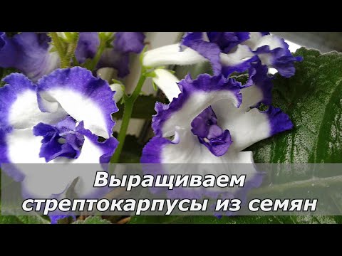 Видео: Мои секреты: сеем семена стрептокарпусов.
