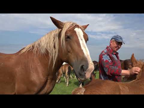 Видео: Лошади тяжеловозы