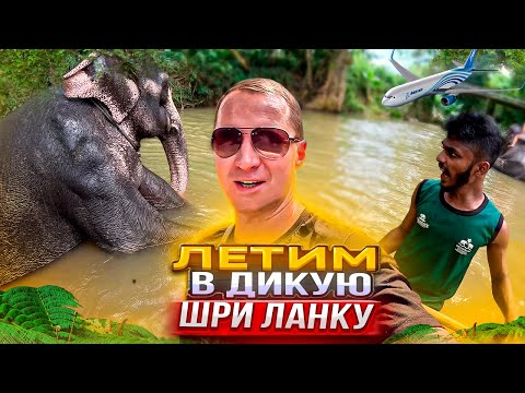 Видео: Первый раз в Дикое Приключение на Шри-Ланку. Дикие Слоны. Храм Зуба Будды