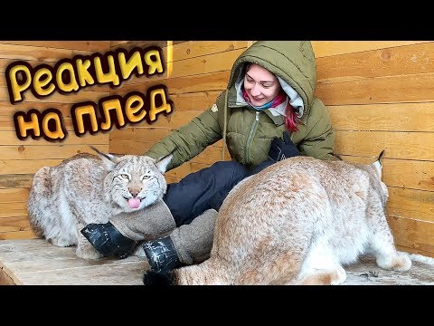 Видео: РЕАКЦИЯ РЫСЕЙ НА ПЛЕД