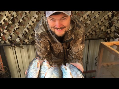 Видео: Как засолить воблу (тарань, плотву) / Как ее сохранить. Очень вкусный и проверенный рецепт.