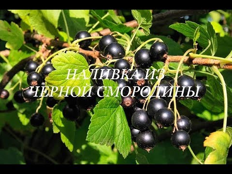 Видео: Наливка из черной смородины