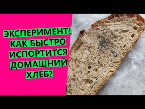 Видео: Сколько🍞 хранится домашний хлеб? НАГЛЯДНЫЙ ЭКСПЕРИМЕНТ! {выращиваю плесень на домашнем хлебе😂😂}