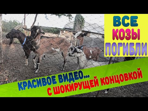 Видео: Что случилось со стадом коз? Кто виноват?