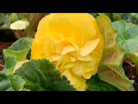 Видео: Клубневая Бегонияны отургузуу жолу |