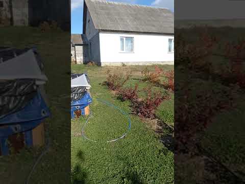 Видео: Развитие рассады голубики в зависимости от объёма  субсрата.