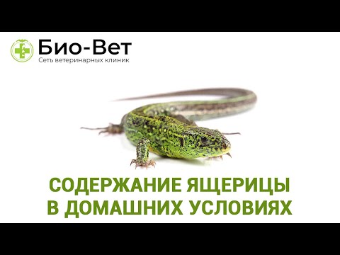Видео: Домашние Ящерицы 🦎: Содержание и Уход // Сеть Ветклиник БИО-ВЕТ