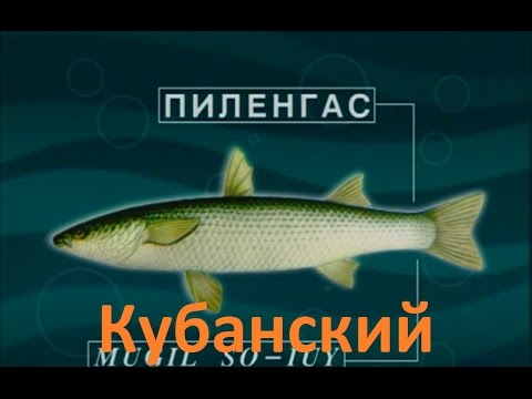 Видео: Диалоги о рыбалке -129- Кубанский пиленгас.