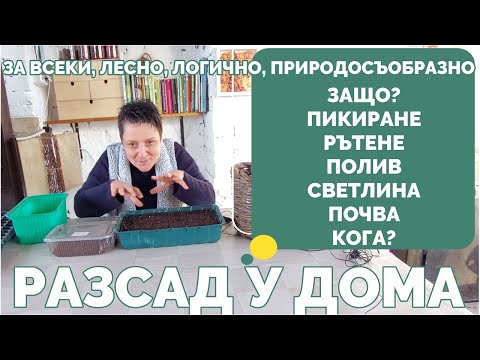 Видео: Разсад в домашни условия, основна информация, за начинаещи, отговори на често задавани въпроси