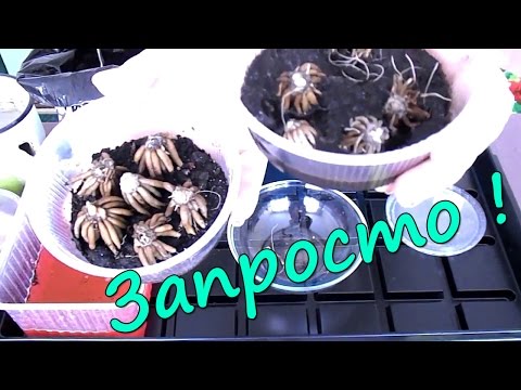 Видео: Ранункулюс (лютик) - посадка клубней