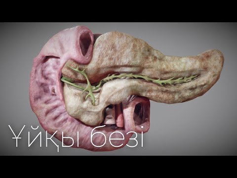 Видео: Ұйқы безі | Қызметі | Құрылысы