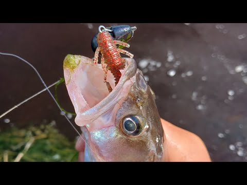 Видео: СУДАК НА ПЛЯЖЕ — КЛЁВ БЫЛ ДИКИЙ🎣💯