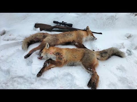 Видео: охота на лису с манком,удача на моей стороне,дубль оформил.