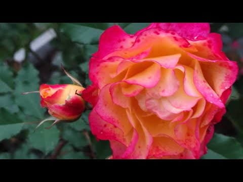 Видео: РОЗЫ. Звёзды октября, что цветет.  КАКИЕ РОЗЫ МОЖНО ЧЕРЕНКАВАТЬ ОСЕНЬЮ.