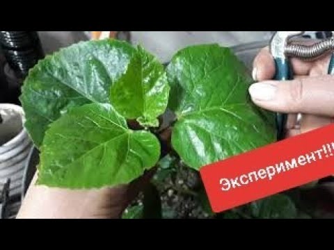 Видео: Черенкование СОРТОВЫХ ГИБИСКУСОВ. Разные варианты.