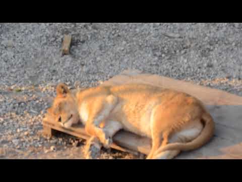 Видео: НЕ  ПРОСТАЯ СУДЬБА ПИТЕРСКОЙ   ЛЬВИЦЫ  ЛЕГЕНДЫ  !!! Тайган .Крым