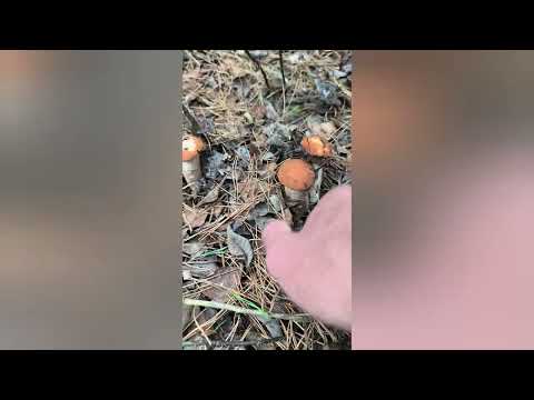 Видео: Грибная осень 
