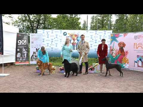 Видео: 03.06.2023, СПб. Клуб "ЗВЕЗДА НЕВЫ". Конкурс "ЮНЫЙ ХЕНДЛЕР"