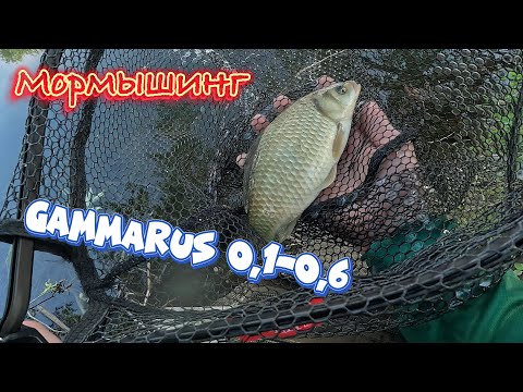Видео: МОРМЫШИНГ! GAMMARUS  МАЙ