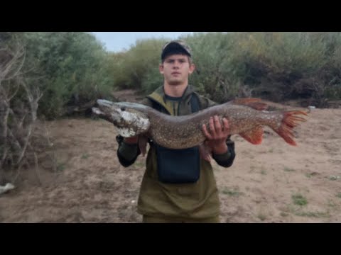 Видео: Вот это клюнуло! Огромная щука! Мамка🐟🔥