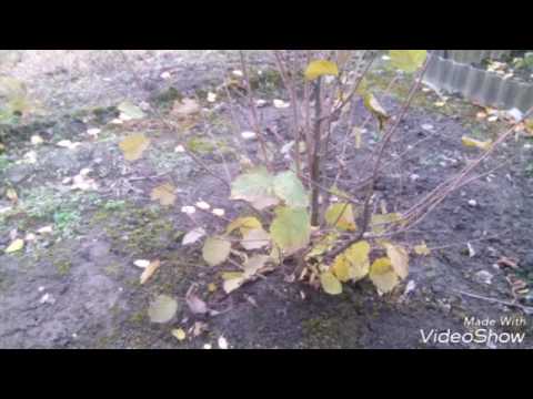 Видео: Размножение растений  китайскими отводками.Часть вторая