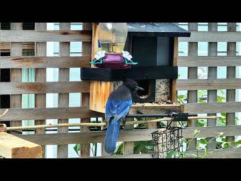 Видео: Пані Годівниця, вечірній ефір #онлайн 🐿️🐦#bird #feeding ##online #cam 