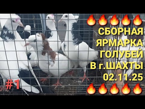 Видео: 🔥🔥🔥 02.11.25. Сборная ярмарка голубей в г.Шахты. Птичий рынок. Pigeon Fair. Bird Market.