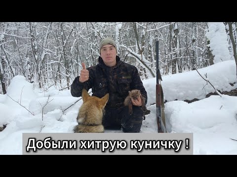 Видео: Куница добыта ! Притравка молодежи по кунице .