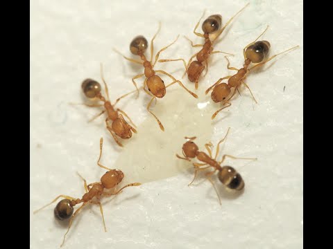 Видео: Муравьи в квартире ? Лучшее средство спустя год использования .