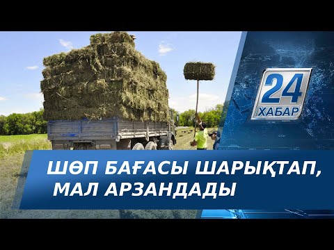 Видео: Шымкентте шөп бағасы шарықтап, мал арзандап кетті