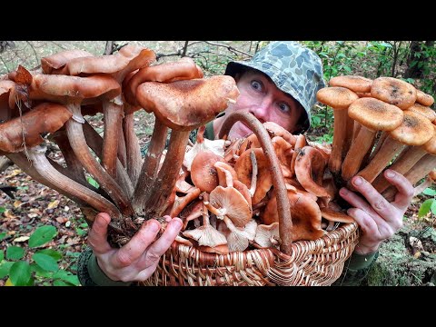 Видео: Самый ОГРОМНЫЙ ГРИБ на планете - ОСЕННИЙ ОПЁНОК!