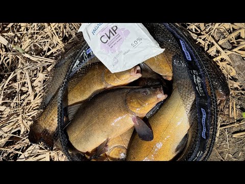 Видео: Надубасив ЛИНА на СИР  😱