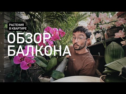 Видео: ОБЗОР РАСТЕНИЙ НА БАЛКОНЕ / полив комнатных растений