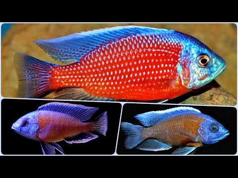 Видео: Малавийская цихлида Хаплохромис Каданго Содержание и разведение в аквариуме