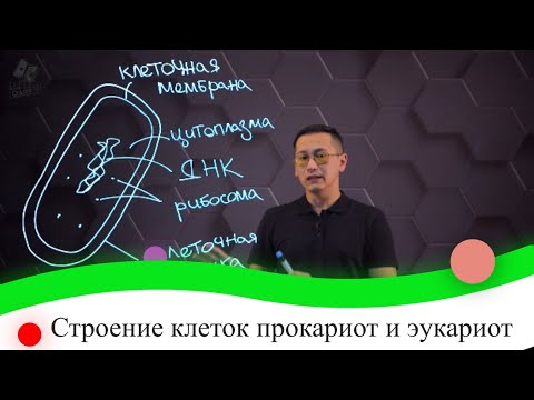 Видео: Строение клеток прокариот и эукариот. 8 класс.