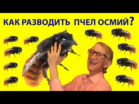 Видео: Як Розводити Диких Бджіл Осмій та Джмелів? Секрети Диких Бджіл та Джмелів – від Ентомолога.