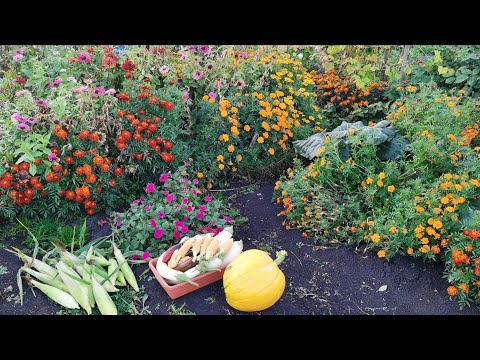 Видео: Огородные работы 25 сентября убираю урожай баклажанов и кукурузы! Обзор перцев.