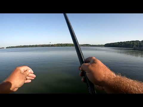 Видео: Маха много не бывает, семейная рыбалка в  центре города, отчёт № 406