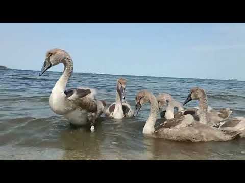 Видео: 🌅🌊🦢✨Ти 💖 Земле моя 🪷🌿🌄🌈