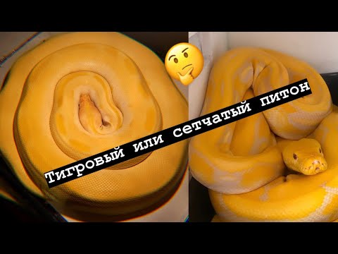 Видео: Большие змеи добряки или опасность?