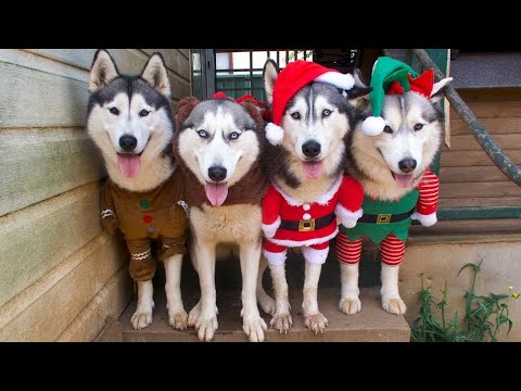 Видео: ЧТО😳 НОВОГОДНИЕ ХАСКИ и Экстремальное Путешествие! 😈
