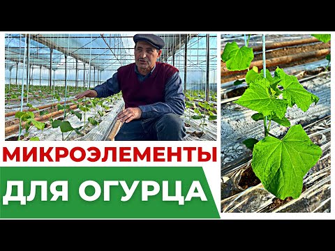Видео: Микроэлементы для огурца в теплице. #теплица #удобрения #микроэлементы #огурцы #агробизнес #рассада