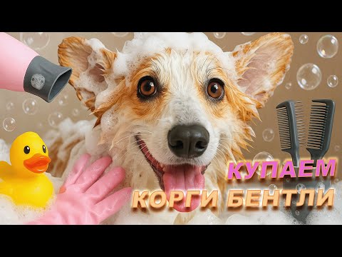 Видео: Купаем корги Бентли!