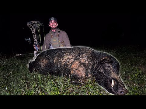 Видео: Выстрел с плеча по большому кабану Оклахома Кэтч Чистый Кук