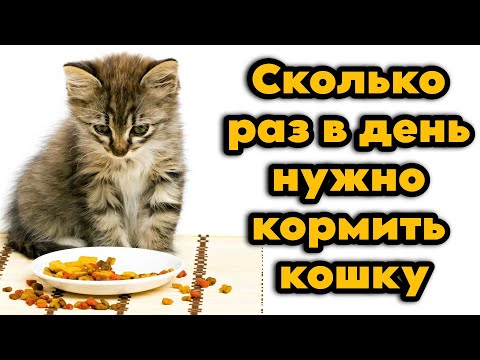 Видео: Сколько раз в день нужно кормить кошку