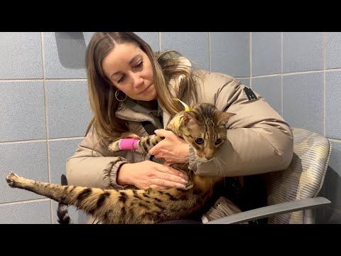 Видео: Бамбу ER / Найла, остановка сердца