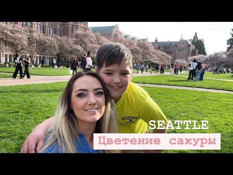 Видео: Цветение Сакуры в Сиэтле, штат Вашингтон.