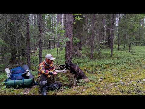 Видео: Крупный Озёрный Окунь и Щука в Болоте | Неожиданный попутчик. Рыбалка на спиннинг и самоловки.